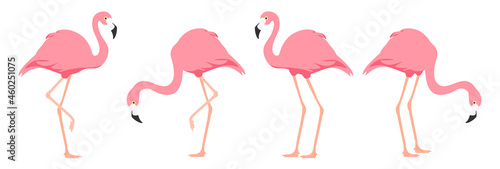 Flamingo tropical bird. Pink flamingo. Vector
