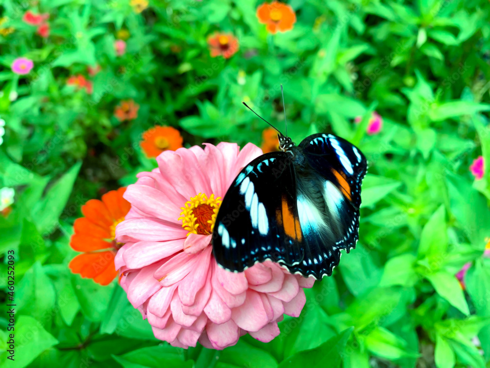 Butterflies perched on pretty pink flowers. Butterflies perched on pretty pink flowers.
