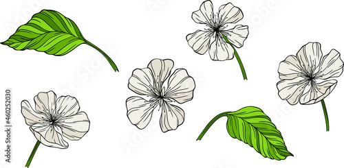 Pear flowers and leaves isolated on white. Hand drawn line vector illustration. Eps 10
