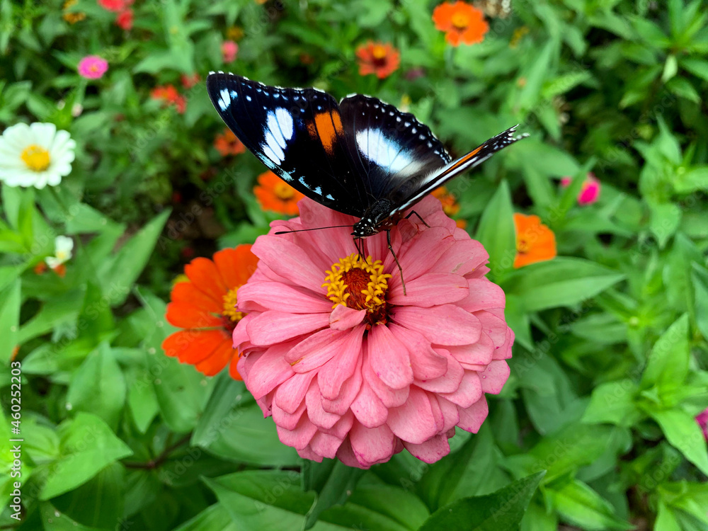 Butterflies perched on pretty pink flowers. Butterflies perched on pretty pink flowers.