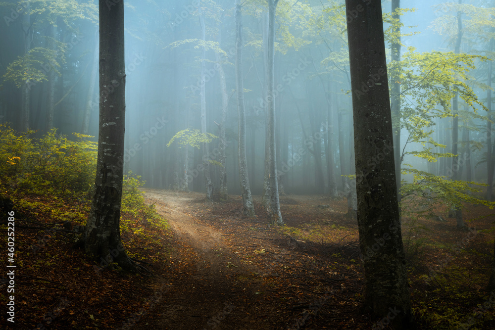 Mysterious blue fog and light in dark foggy forest during a cold autumn day