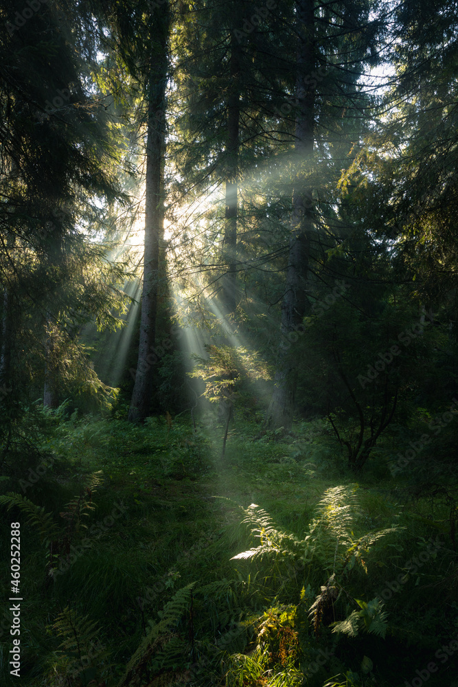 Obraz premium Spectacular sun rays in fairy tale forest. Autumn foggy morning