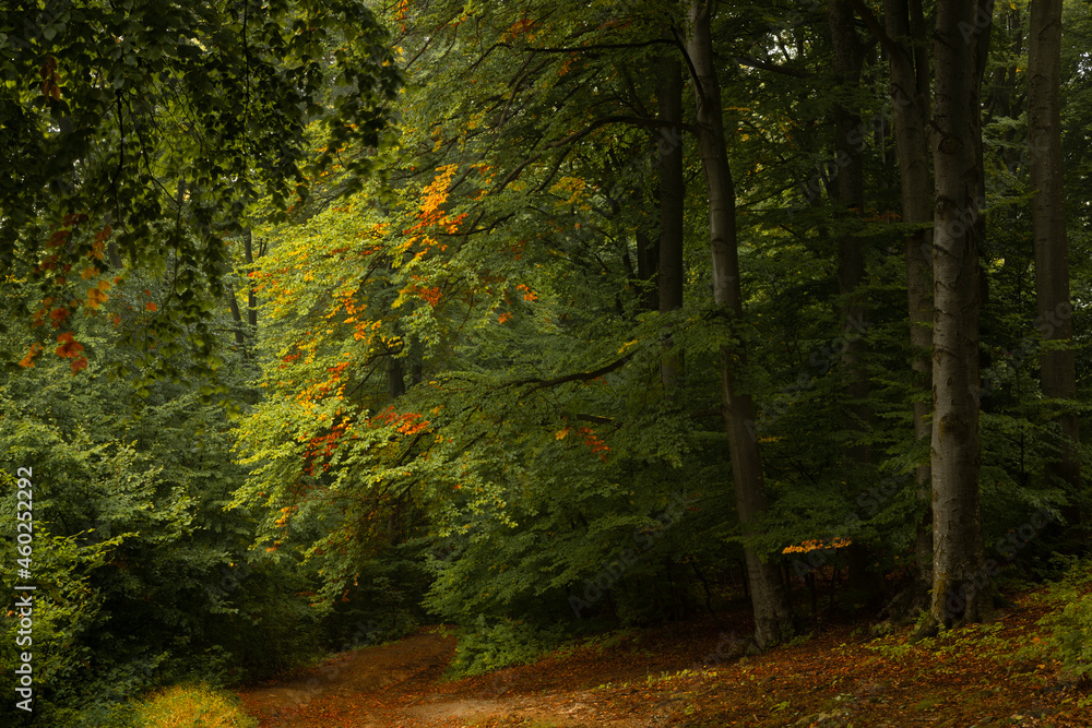 Trail in autumn forest. Yellow and orange leaves in the forest