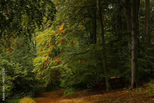 Trail in autumn forest. Yellow and orange leaves in the forest