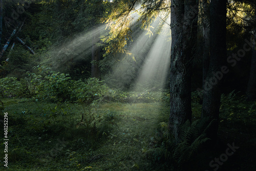 Spectacular sun rays in fairy tale forest. Autumn foggy morning