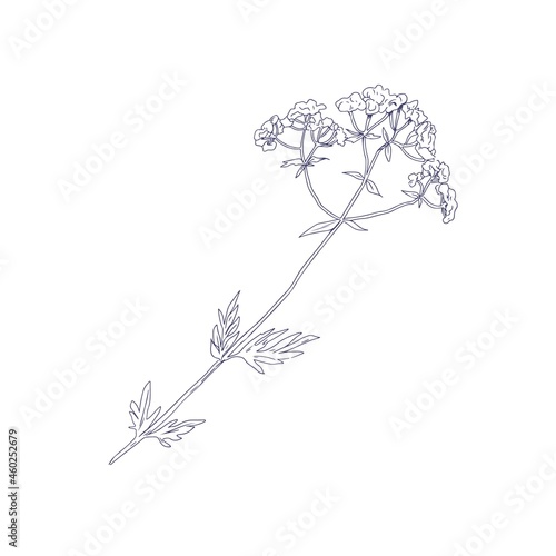 Valeriana officinalis, outlined sketch. Vintage botanical drawing of valerian flower. Medical floral plant etching. Hand-drawn vector illustration of wild medicinal herb isolated on white background