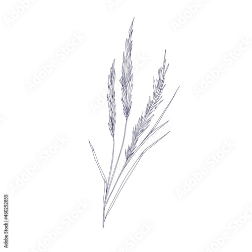 Outlined sketch of reed grass. Botanical sketchy drawing of Calamagrostis. Vintage engraving of smallweed. Handdrawn wild plant. Detailed hand-drawn vector illustration isolated on white background