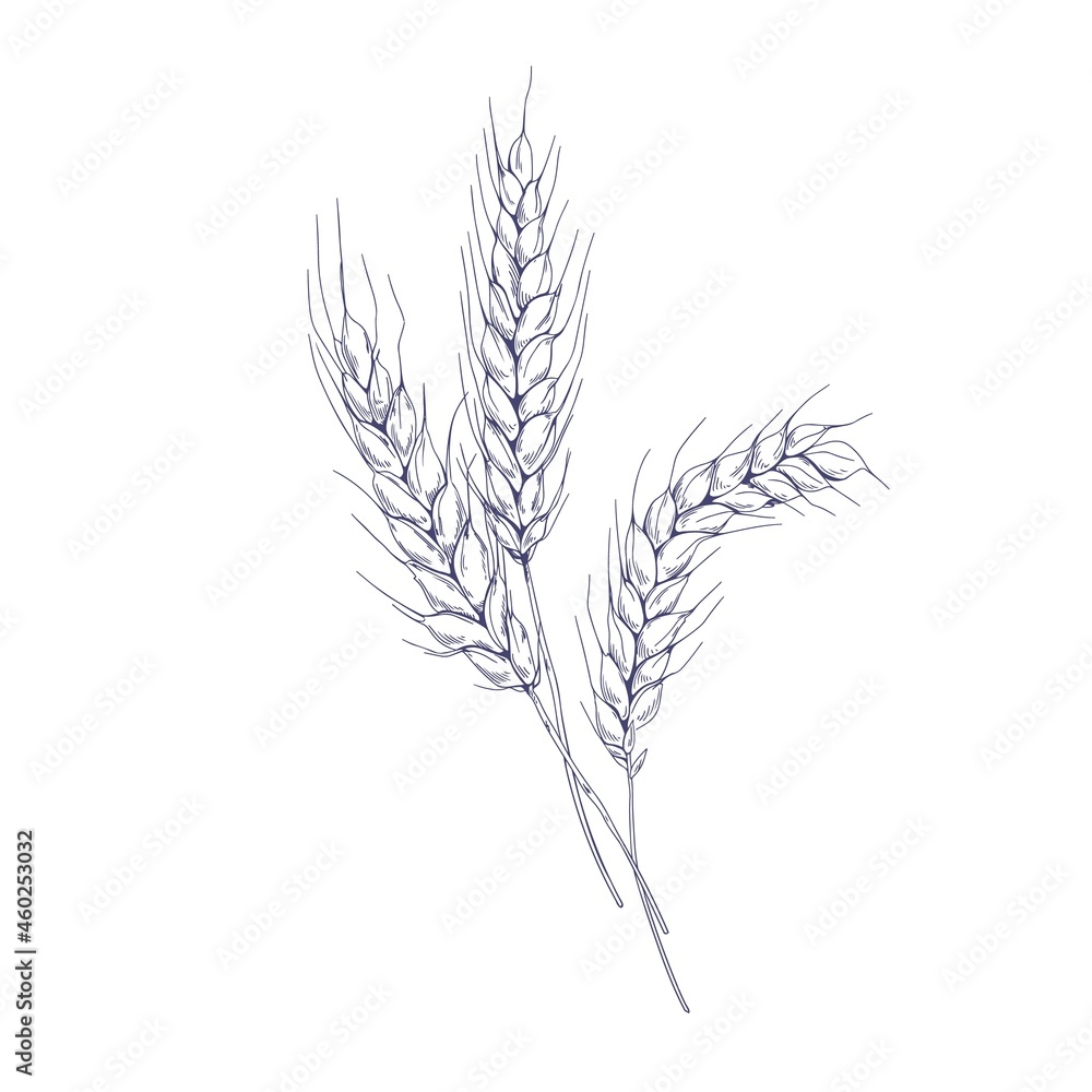 Wheat Sketch Set Stock Vector Image & Art - Alamy