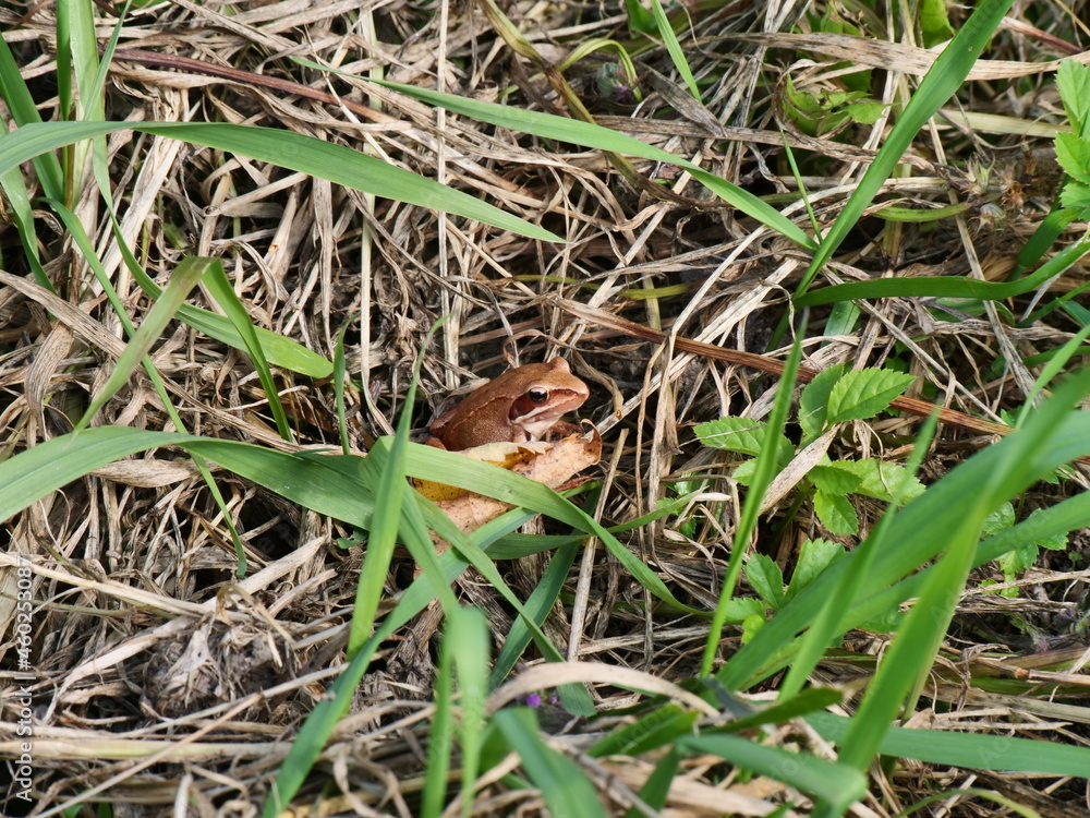 hand holding a snail