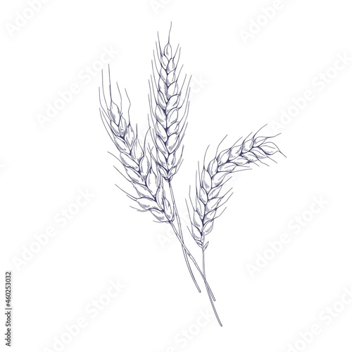 Outlined sketch of wheat spikelets with ears, grains, stems and spikes. Vintage detailed engraved drawing of farm field seed plant. Hand-drawn vector illustration isolated on white background