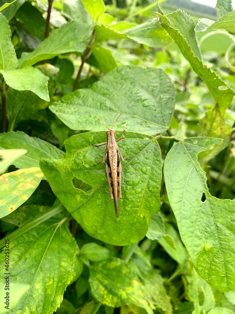 brown grasshopper insect perched on green leaf photo brown grasshopper insect perched on green leaf photo