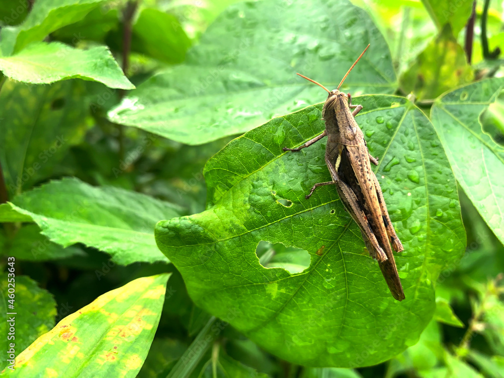 brown grasshopper insect perched on green leaf photo brown grasshopper insect perched on green leaf photo