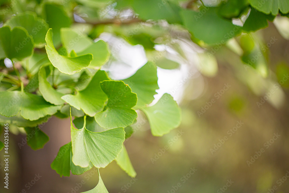 Close up of fresh vibrant green ginkgo biloba leaves.