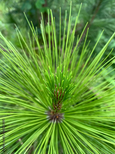 pine background, beautiful and soothing green pine tree leaves, close-up. portrait