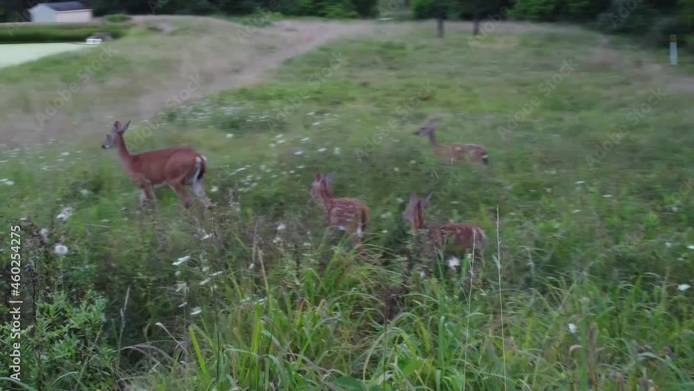 Deer walking out in high grass in nature near forest Deer walking out in high grass in nature near forest