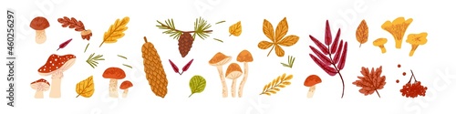 Dry autumn leaf set. Fall leaves of different forest trees and plants, rowan and mushrooms. Modern botanical collection. Flat textured vector illustration of herbarium isolated on white background