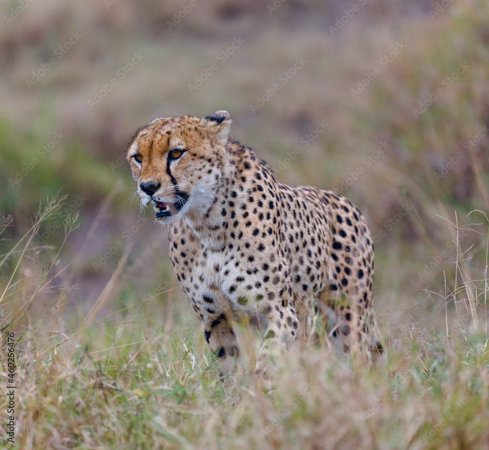 Cheetahs in closeup range, portrait from Masai Mara, Kenya Cheetahs in closeup range, portrait from Masai Mara, Kenya