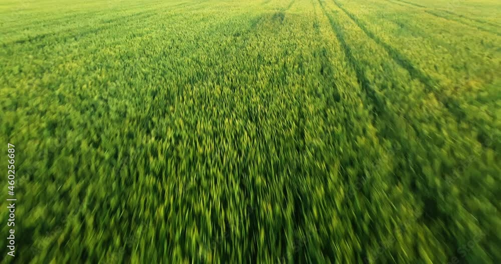 Aeriel View farmer inspects a crop in a wheat field Aeriel View farmer inspects a crop in a wheat field
