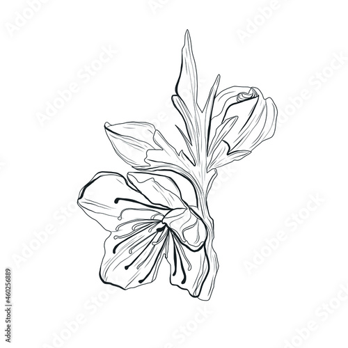 Graphic linear drawing of flower. Bud. Sketch of a tattoo. Floral element. 