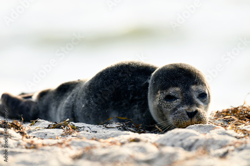 Fototapeta Naklejka Na Ścianę i Meble -  Seal on the beach on the Baltic Sea.