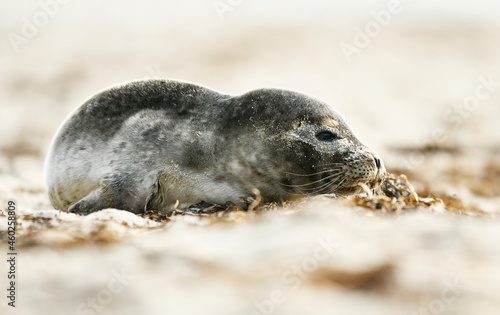 Fototapeta Naklejka Na Ścianę i Meble -  Seal on the beach on the Baltic Sea.