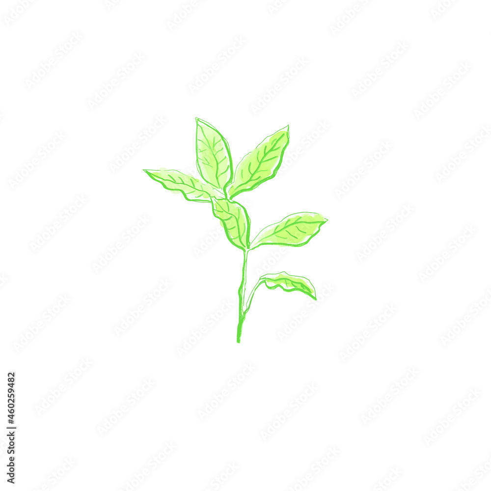 Fototapeta premium plant isolated on white. green sprig vector illustration hand drawn design. Flower pencil drawing. botanical vector illustration.