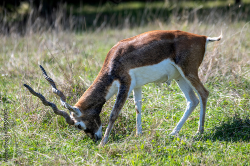 Fototapeta Naklejka Na Ścianę i Meble -  Antylopa