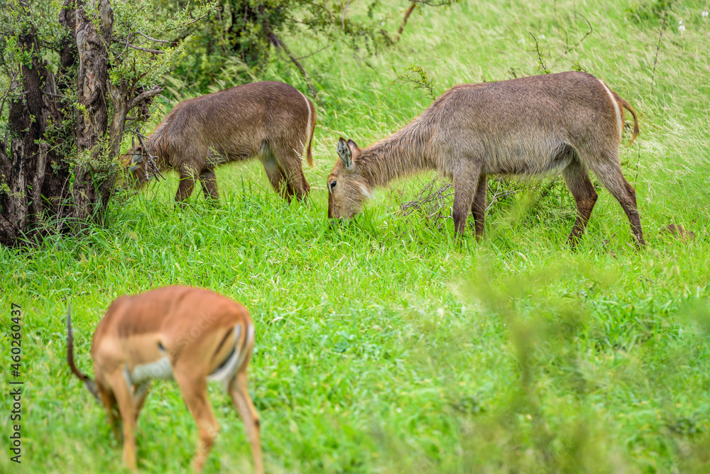 Waterbuck female in Kruger NP in South Africa. Waterbuck female in Kruger NP in South Africa.