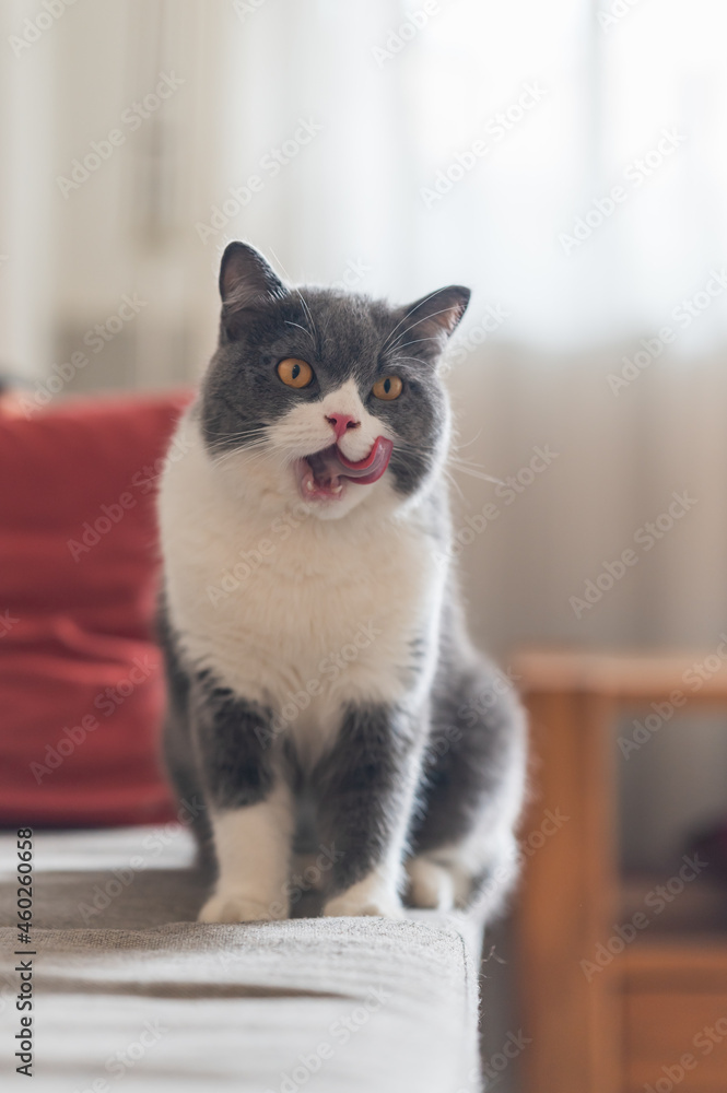 British Shorthair sitting on the sofa stretching out its tongue