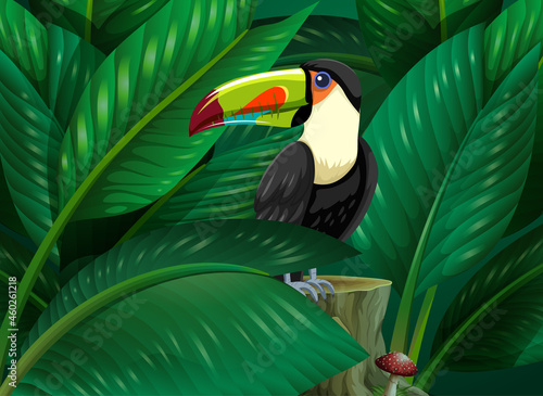 Toucan hidden in the tropical leaves background