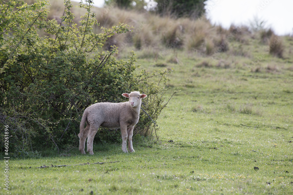 Obraz premium Pasture