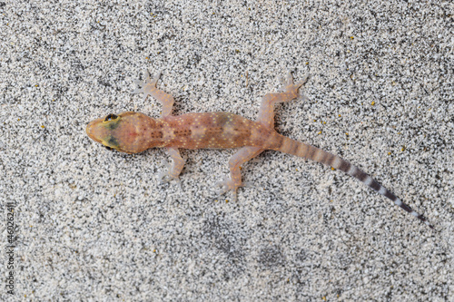 The Mediterranean house gecko (Hemidactylus turcicus) photo