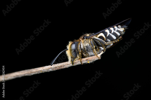 cuckoo bee Coelioxys sp. clinging to a branch. Sharp-tailed Bees, Sharp-abdomen Bees and Sharp-bellied Bees photo