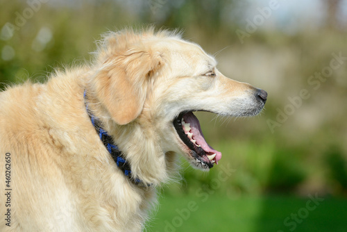 dog golden retriever yawns in the garden