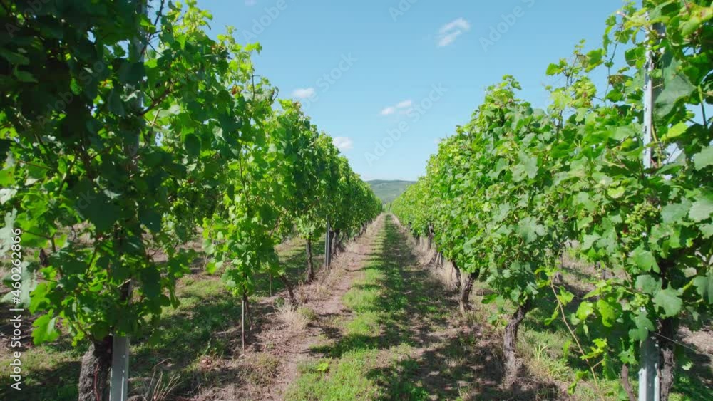 A vineyard in France, a walk between the vines. A vineyard in France, a walk between the vines.
