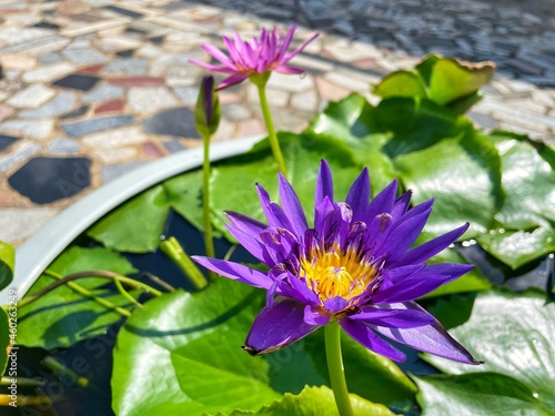 selective focus of Bunga Lotus ungu or Egyptian Purple Lotus or commonly named blue or pruplr water lily, with waterdroplet on the petals after the rain photo