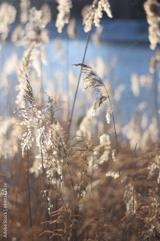 Fototapeta premium Sun and light capture of a stem in the winter wind