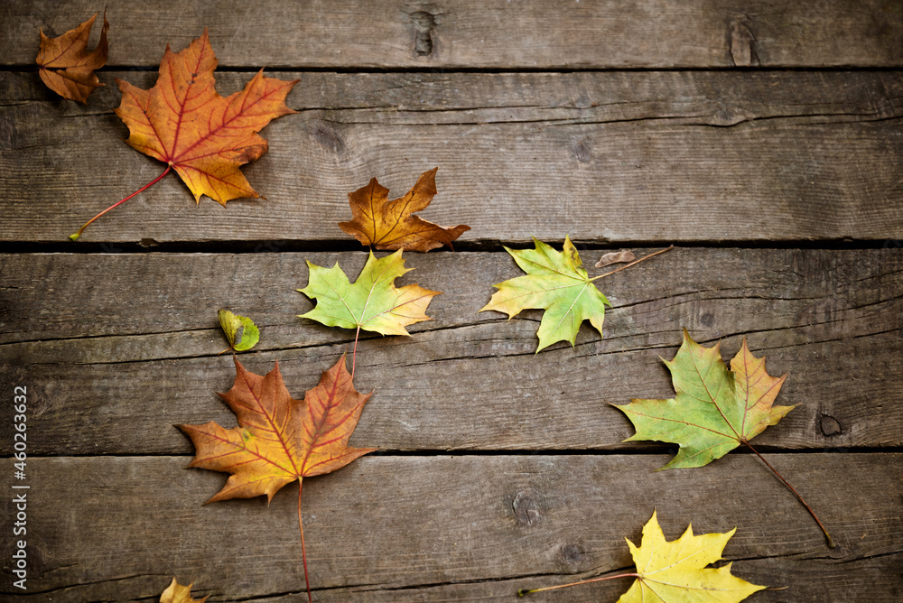 Colorful fallen maple leaves on wooden planks autumn background