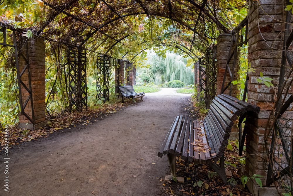 Autumnal wild grape-covered pergola with empty benches