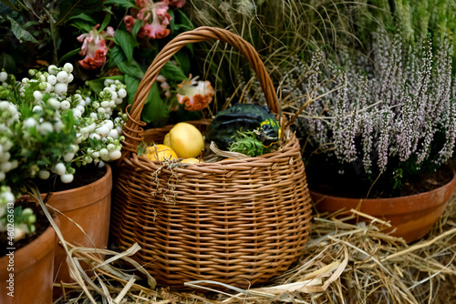 Wicker basket full of harvested vegetables among potted blooming heather