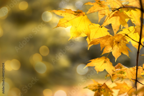 Maple tree branch with yellowed leaves on blurred background