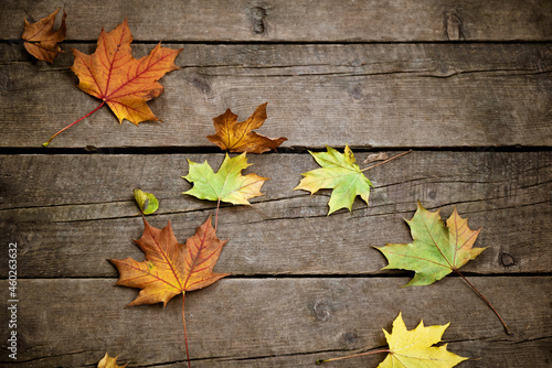 Colorful fallen maple leaves on wooden planks autumn background