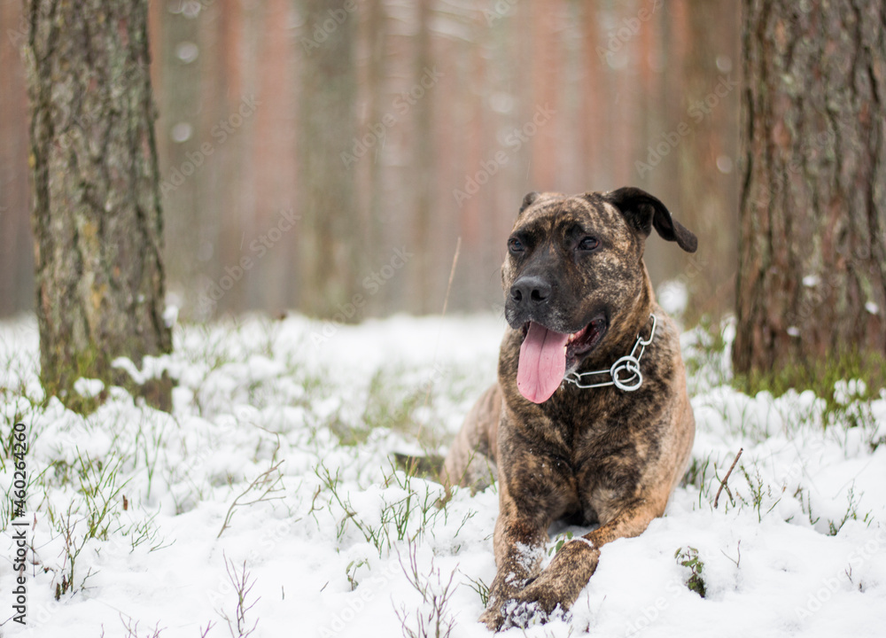 Pitbull lying in the snow Stock Photo Adobe Stock