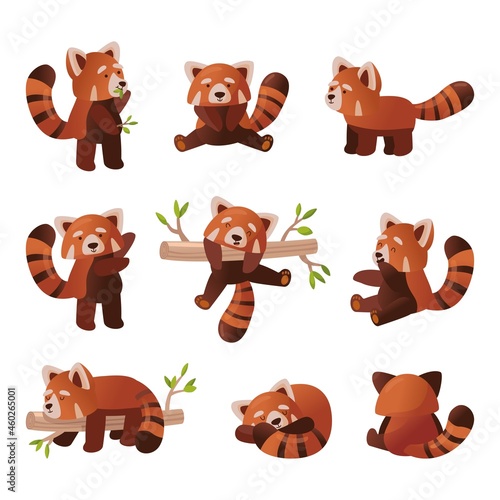 Cute red panda cartoon set. Vector illustration of chinese animal character from wild forest or pet from zoo in different poses, fluffy red panda with funny tail posing. Wildlife nature concept