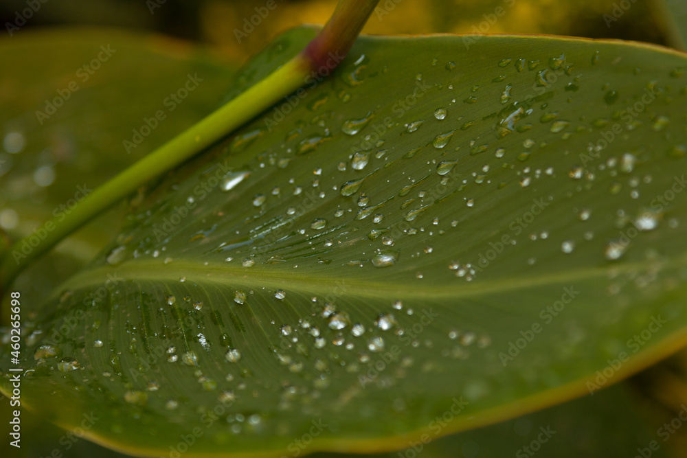 Fototapeta premium Green garden leaves with water droplets