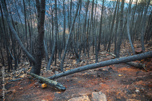 General view of Sierra Bermeja after the fire