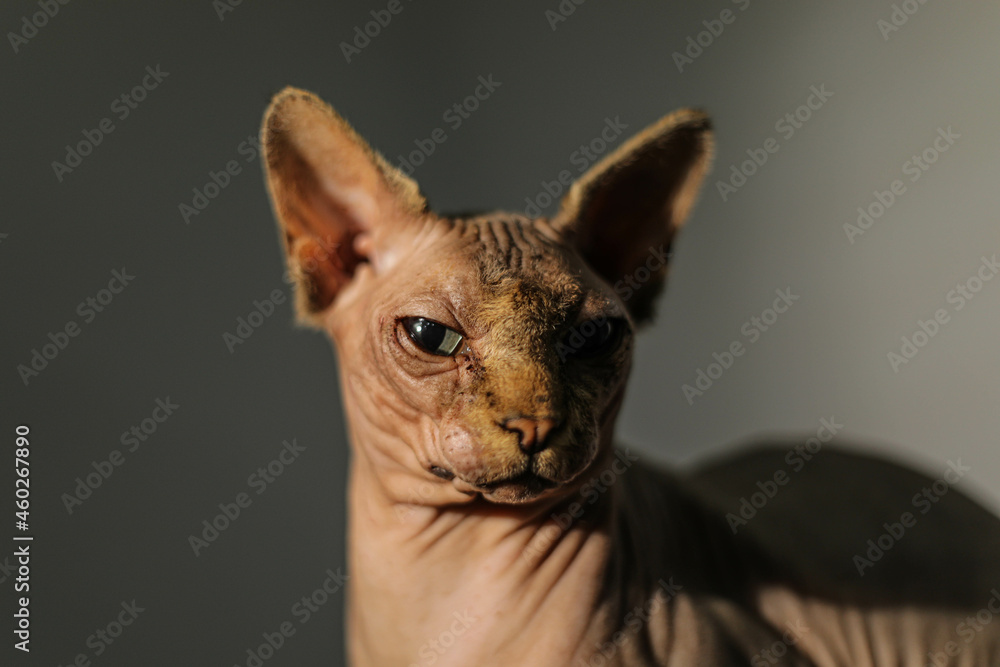 funny canadian sphinx cat. large portrait.looking at the camera
