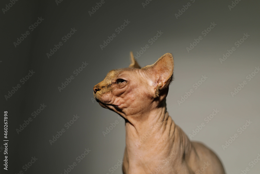 funny canadian sphinx cat. large portrait.looking at the camera