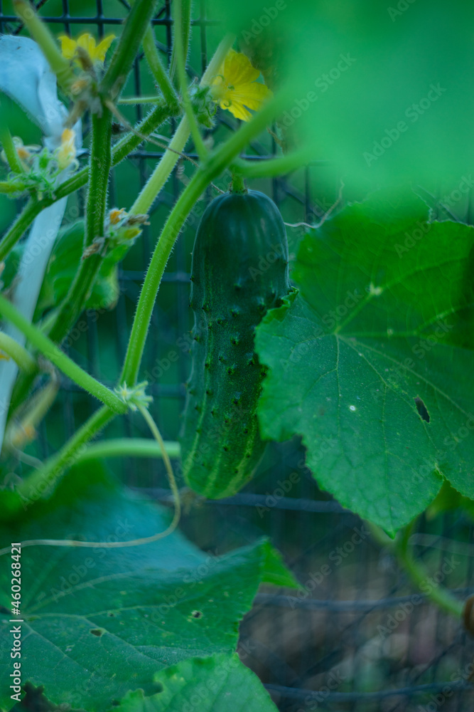 Cultivation of cucumbers in a greenhouse. Allyearround production of