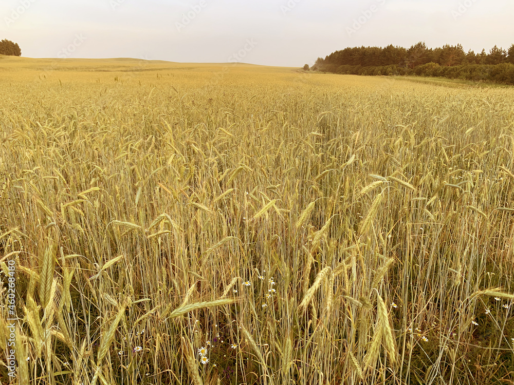Gold wheat field a